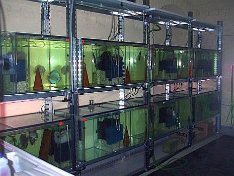 Allevamento discus